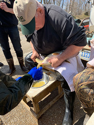 Walleye egg take