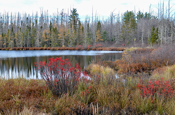 Bright red winterberries are shown on bushes alongside a Michigan pond.