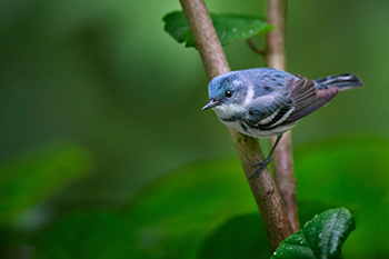 cerulean warbler perched on tree branch