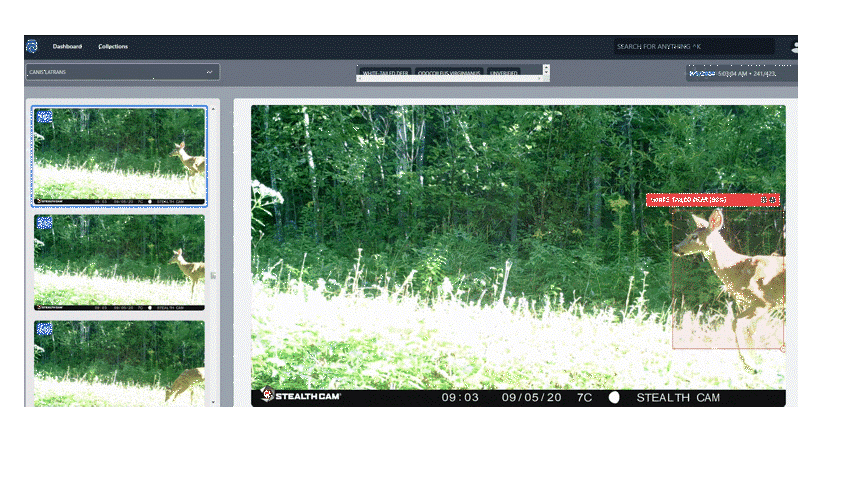 animated deer GIF showing how RECONN.AI software works