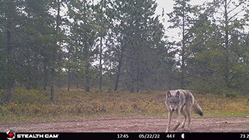 trail camera photo of a gray wolf