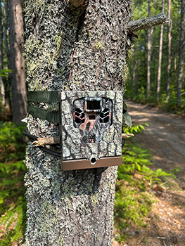 trail camera attached to tree along trail