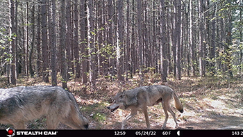 trail camera photo of two gray wolves