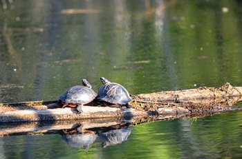 two painted turtles sun themselves on downed logs in a still, dark-green pond