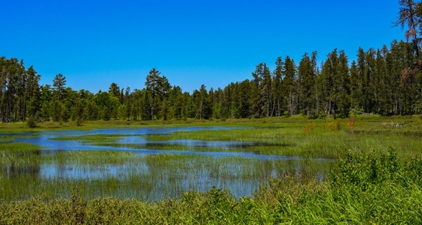 lush green wetlands spread out against a backdrop of tall, deep-green pine trees and a bright blue sky