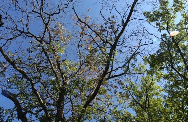 A tree infected with oak wilt showing a loss of leaves and dieback at the top. 