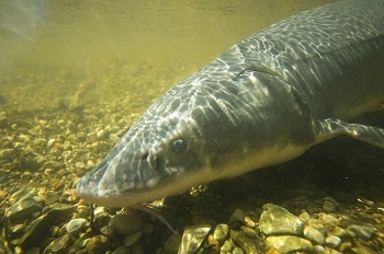 a slender, silvery fish on the bottom of a shallow pool of water, with rocks and sand beneath