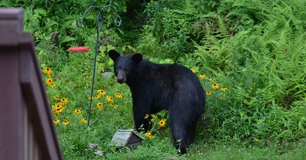 DNR News Digest: Hungry bears, forest roads, fuelwood and more