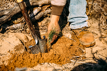 A shovel is shown dug into the dirt on a tree planting project.