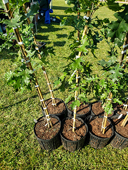 Potted oak trees sit ready to be planted.