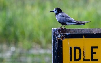 A black tern, a small white, black, and gray shorebird, perches on a bright yellow sign.