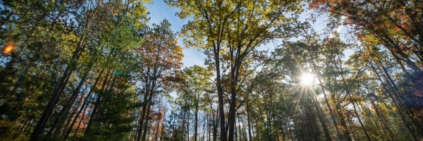 Blazing sunlight streaks through the trees of an old-growth forest.