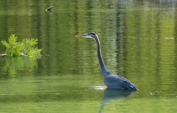 A great blue heron, long neck extended as it wades in shallow water, searches for prey. 