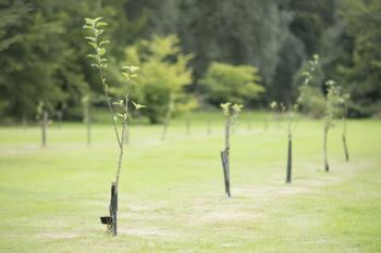 Trees newly planted in a field. 