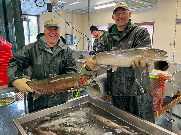 DNR fisheries staffers hold up a male and female steelhead.