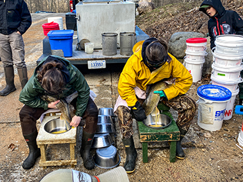 Eggs are being collected from walleyes in this photo.