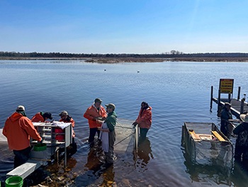 Eggs are being collected from walleye from Lake Michigan in the Upper Peninsula.