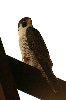 A peregrine falcon perches on a structure, proudly staring into the distance behind the camera.