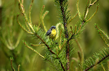 A Kirtland's warbler, a small songbird with higlighter-yellow belly and periwinkle blue top, sits in a conifer.