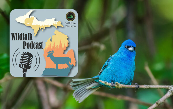 An indigo bunting perches on a limb next to the Wildtalk Podcast logo