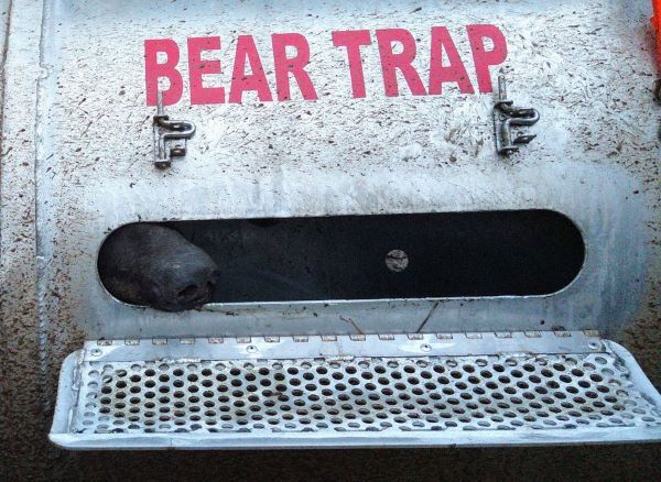The nose of a black bear pokes out from a window in a tubular bear trap.