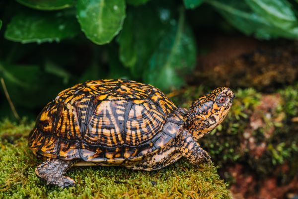 An Eastern Box Turtle with rich orange and yellow markings stands on a log covered in moss.