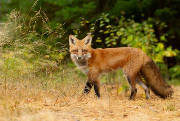 Red fox strides by in pine forest