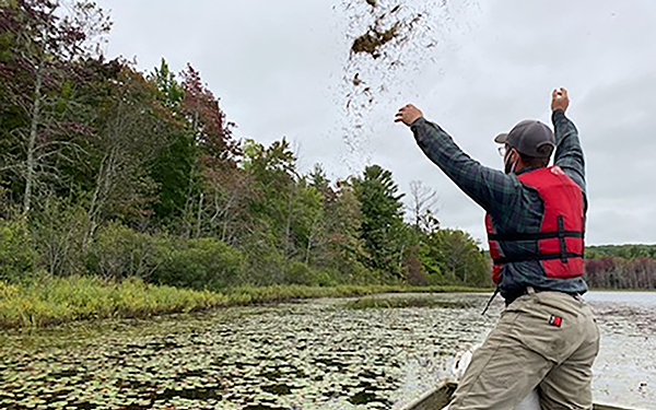 person standing in boat throwing wild rice seed into water