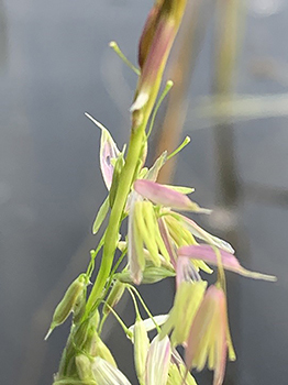 closeup of wild rice flowers