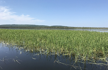 wild rice growing at Dollarville flooding