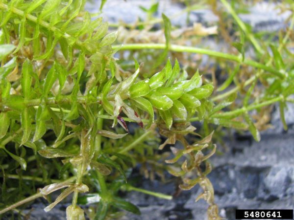 A close up of hydrilla stalks showing stems and leaf patterns. Photo courtesy of Leslie J. Mehrhoff, Bugwood.org.