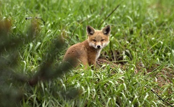 A small red fox kit sits contentedly in tall grass, looking curiously at the camera. 