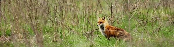 An adult red fox stands proudly amongst tall grass, watching something in the distance.
