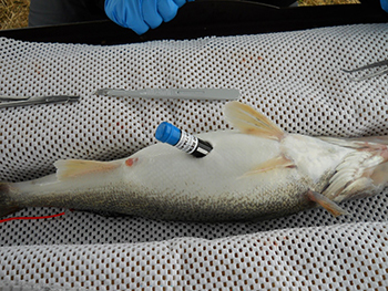 An acoustic transmitter being implanted into a walleye