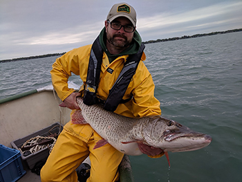 DNR fisheries research technician prepares to release an acoustically tagged muskellunge