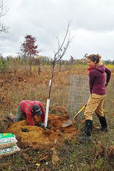 A volunteer plants a tree in a sparse plain