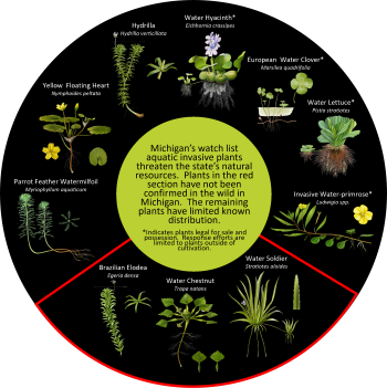 A graphic shaped like a wheel showing Michigan's watch list aquatic invasive plants.