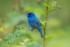 A bright blue bird perches amongst green, shrubby foliage.