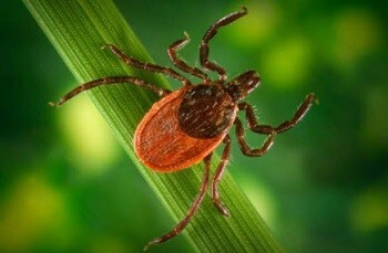 A black-legged tick, a small arachnid with a brown body and dark legs.