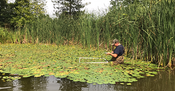 EGLE staffer conducts survey for aquatic invasive plants