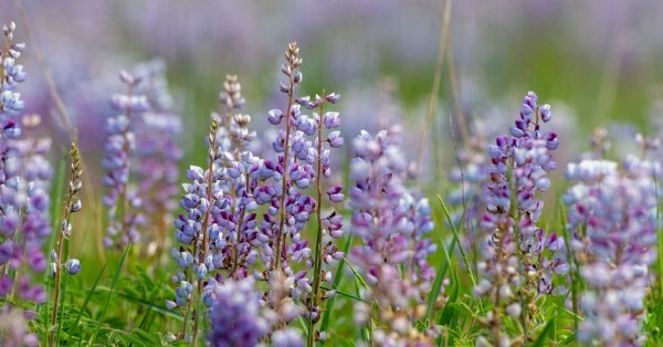 A field of wild, blue lupine; the tall, spiky flowers sway invitingly in the wind.