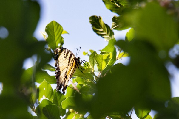 A black and yellow butterfly perches demurely atop a treebranch, sheltering from the wind while it suns itself.