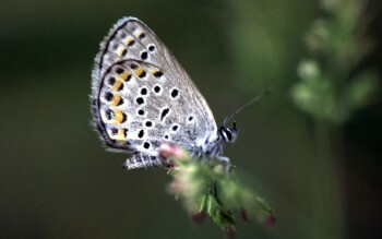 A tiny, silver-blue butterfly with bright oransge spots rests on the stem of a plant.