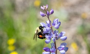 A black and yellow bumblebee, laden with pollen, lands on a blue lupine.