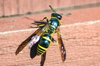 A black and yellow wasp, its sleek body shining in bright sunlight.