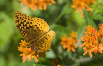 A brown and orange butterfly rests on a brilliant orange variety of milkweed.