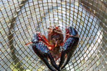 A large invasive red swamp crayfish in a net.