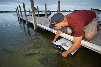 A fishing tournament participant releases fish back into the water after the weigh-in