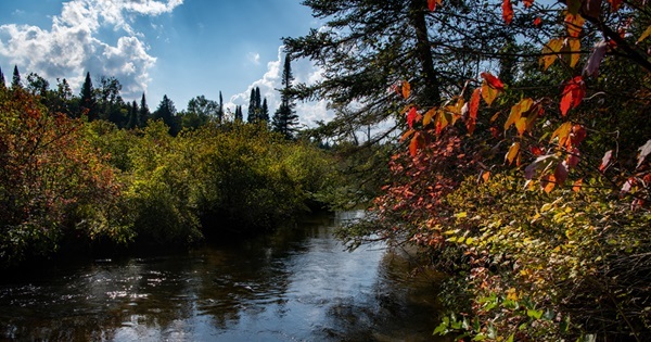 A narrow stretch of the Pigeon River, surrounded by autumn-hued trees, flows through Pine Grove State Forest Campground 