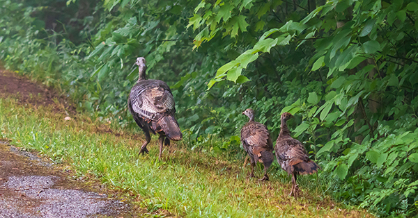 adult turkey and two young turkeys walking by dirt road